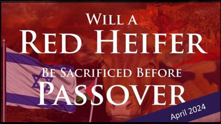 When should a heifer be slaughtered?