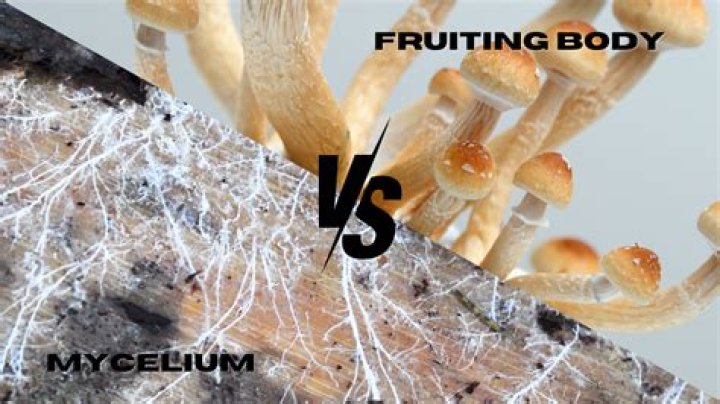 When should I transfer mycelium to fruiting chamber?