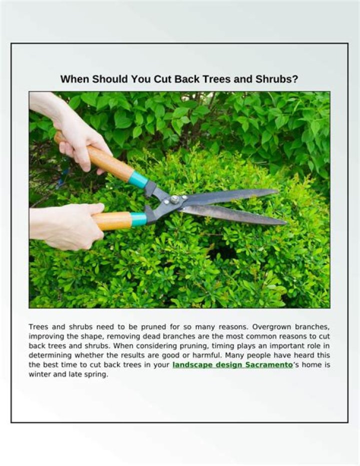 When should you cut back trees and shrubs?