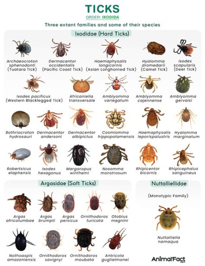 Where are there no ticks?