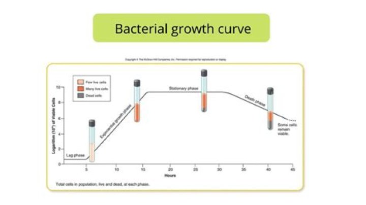 Where do bacteria grow and multiply?