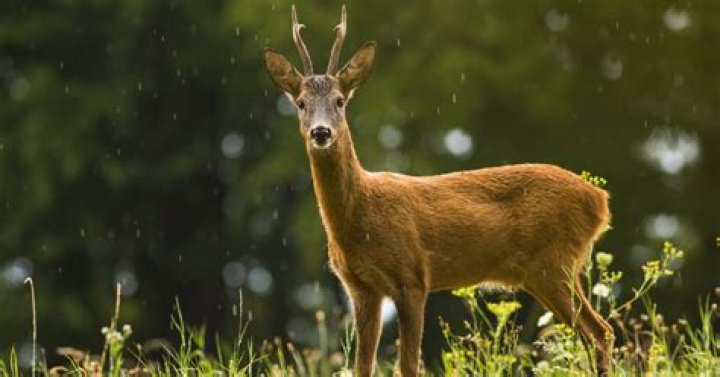 Where do deers go when raining?