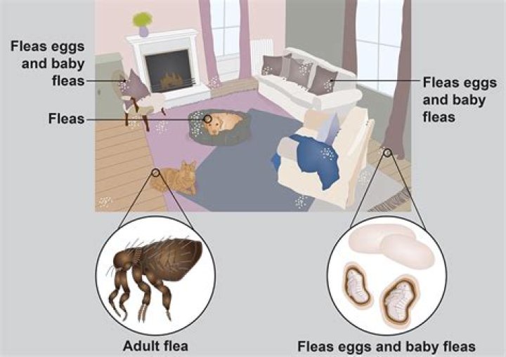Where do dogs get fleas?
