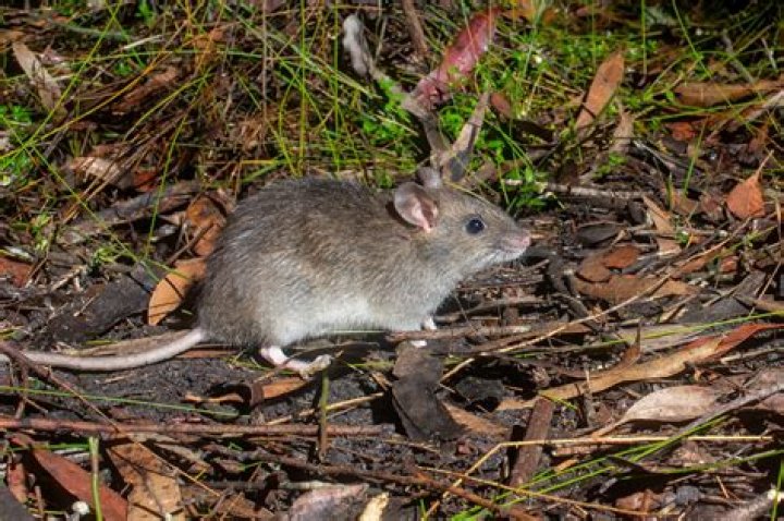 Where do rats go at night?