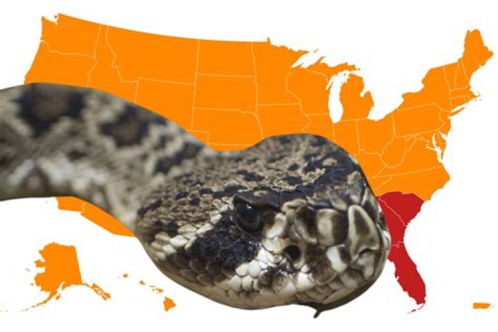 Where do rattlesnakes go during winter?