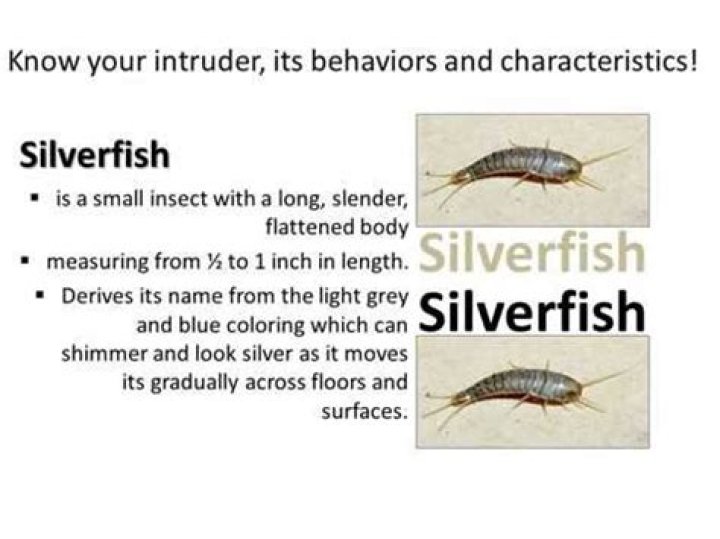 Where do silverfish hide in your house?