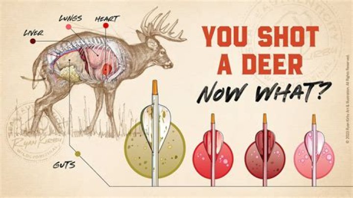 Where do you hit a deer to drop it?