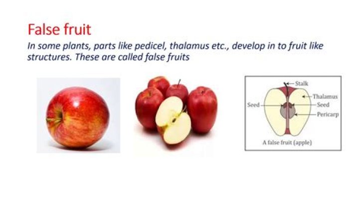Where is a false fruit?
