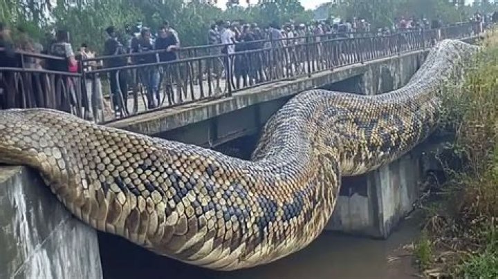 Where is the biggest snake in the world?