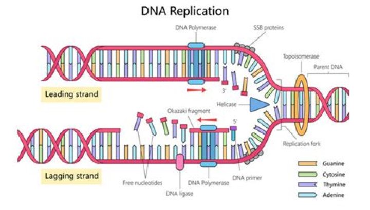 Where is the DNA replicated?