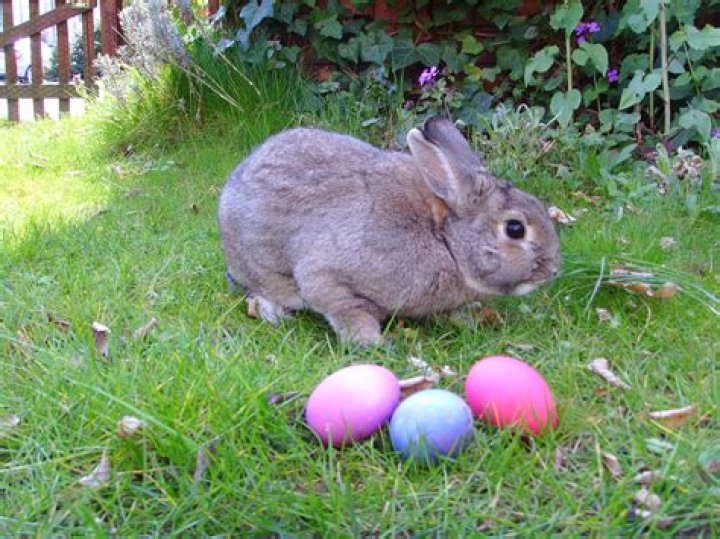 Where is the Easter Bunny live?