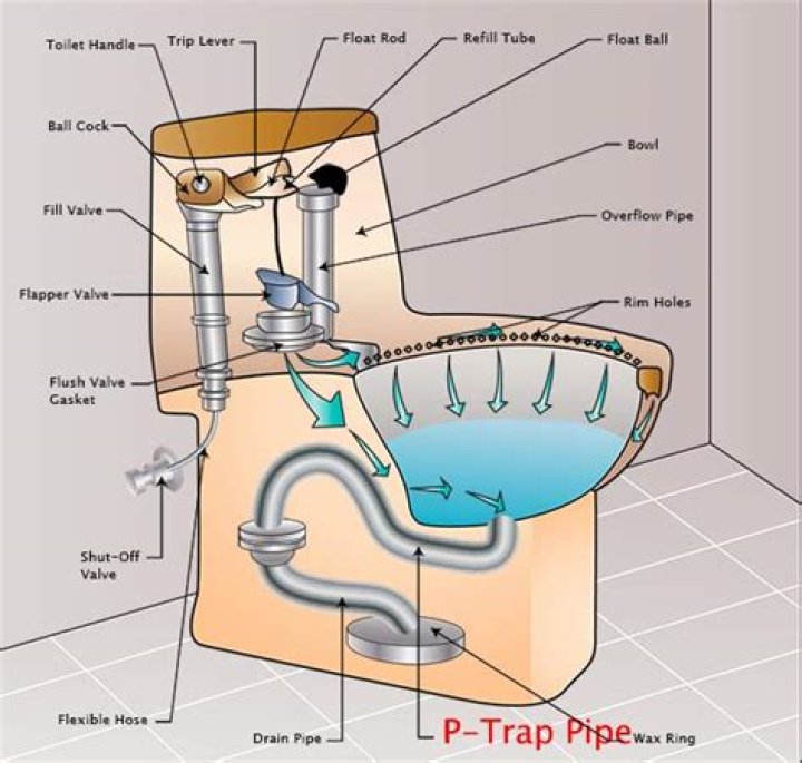 Where is the P-trap located in a toilet?