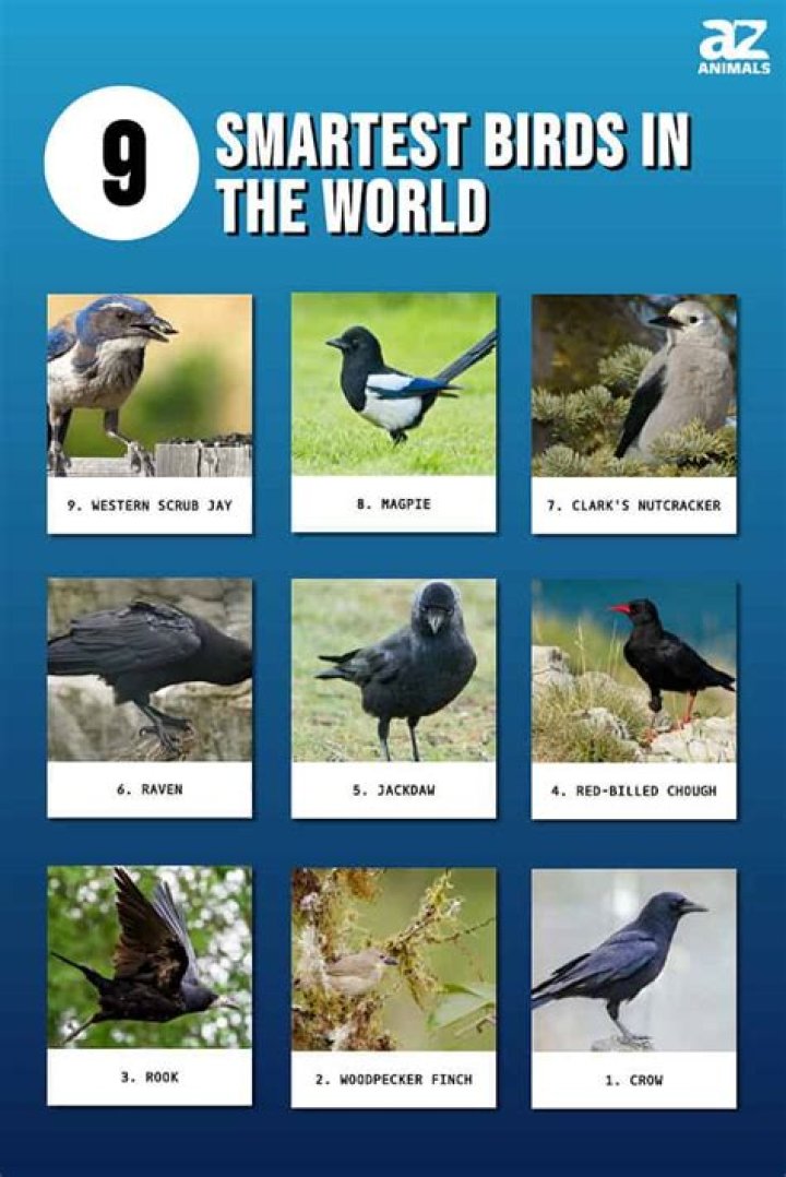 Which bird is smartest?