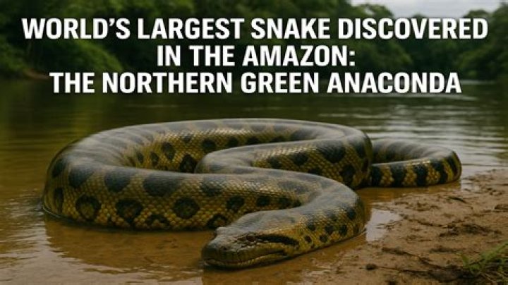 Which country has a biggest snake?