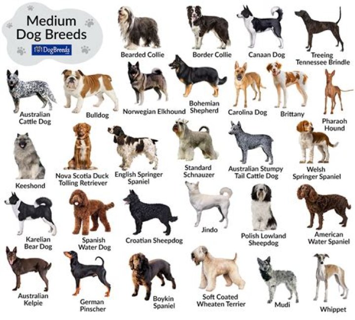 Which dog breed likes to cuddle the most?