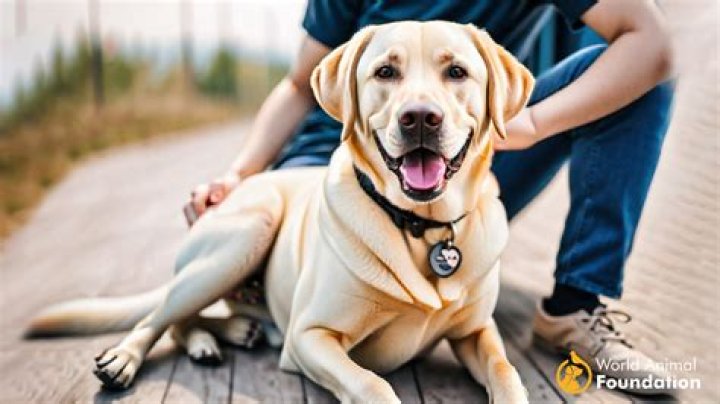Which dog is the most loyal to its owner?
