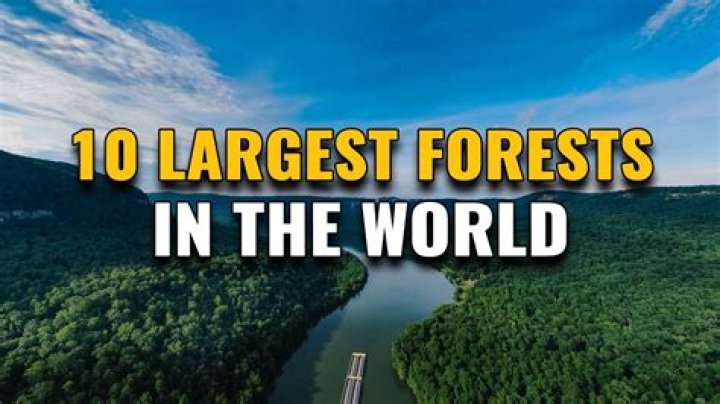 Which forest type is the largest?