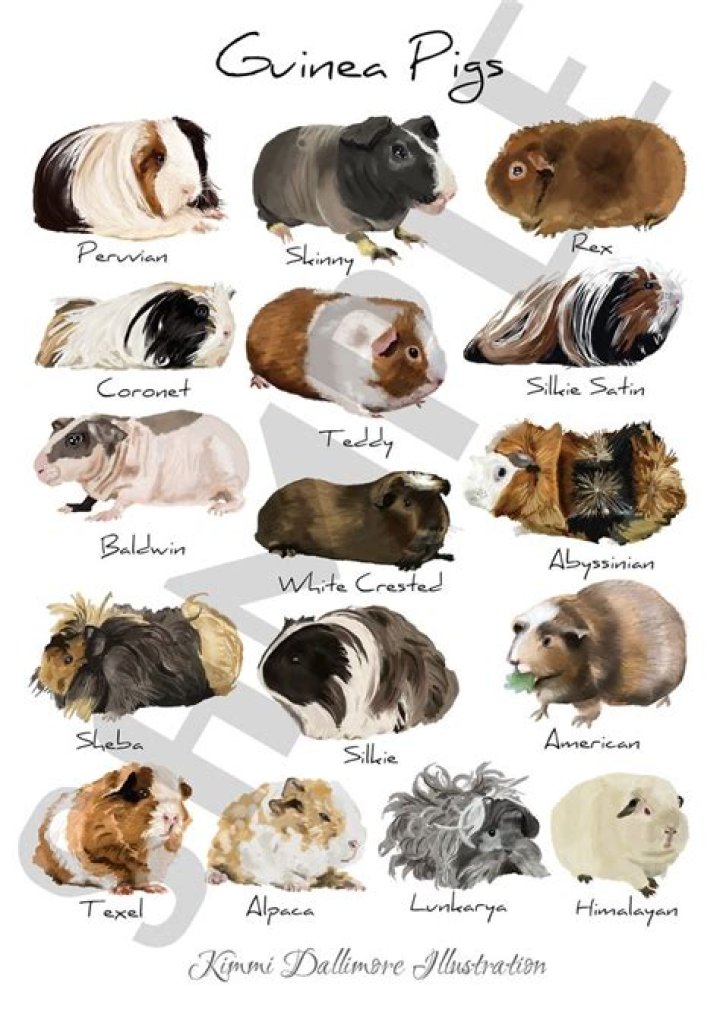 Which guinea pig breed has the shortest lifespan?