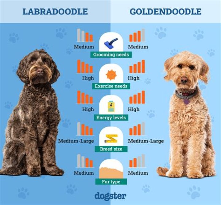 Which is better for allergies Goldendoodle or Labradoodle?