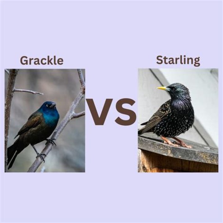 Which is better Revolut or Starling?