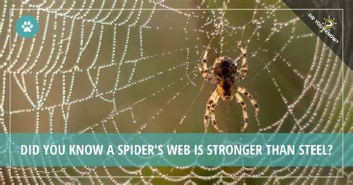 Which is stronger human hair or spider web?