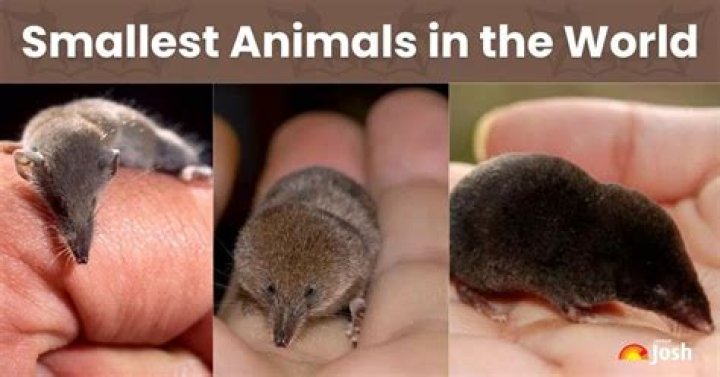 Which mammal has the smallest eyes?