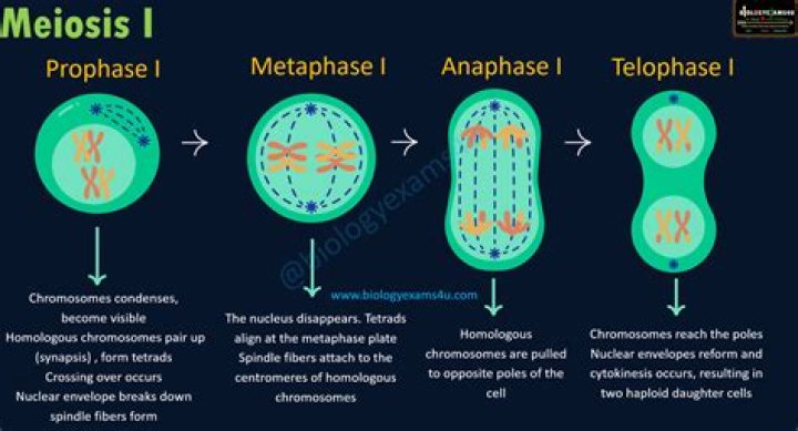 Which of the following is a difference between Phase 1 and Phase 2 of meiosis?