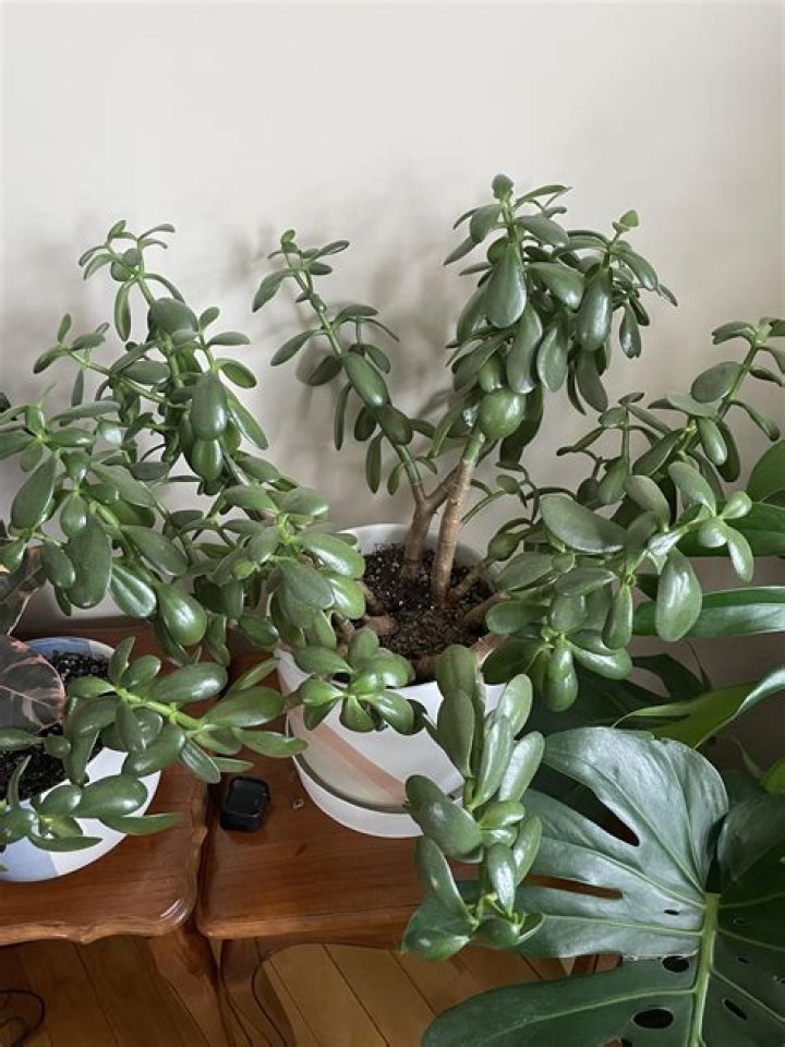 Which plant Cannot stand by itself?