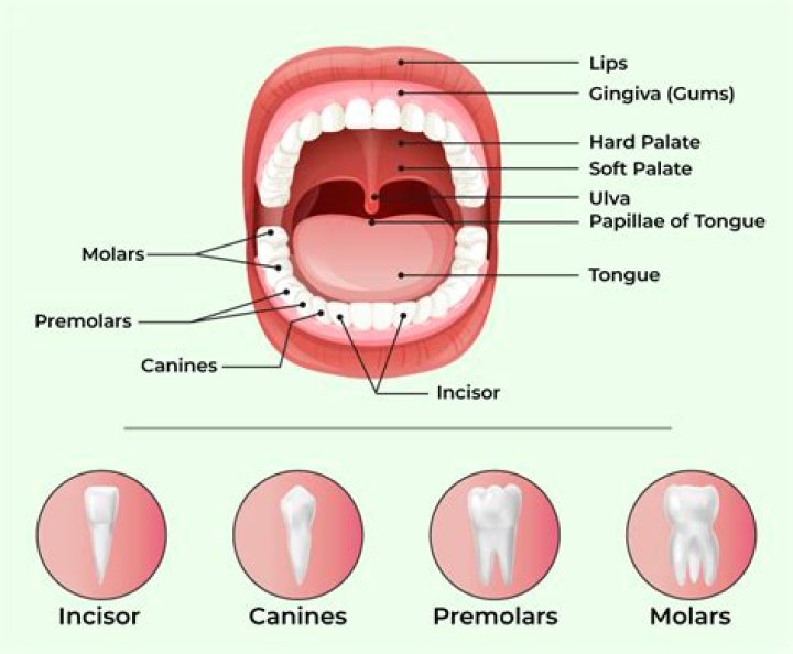 Which teeth affect which organs?