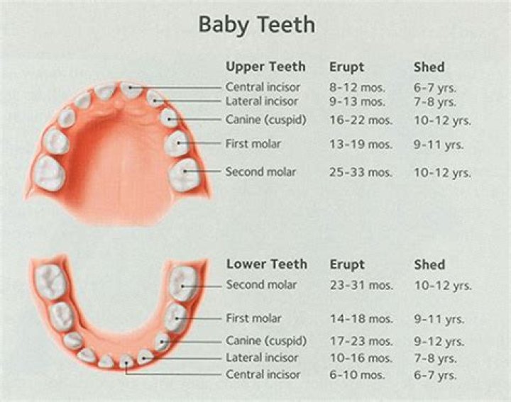 Which tooth is absent in child?