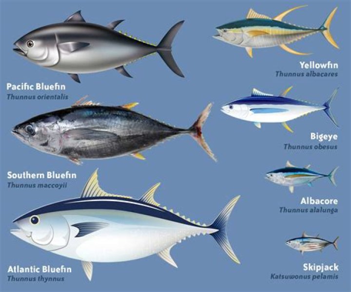 Which tuna is better in water or oil?