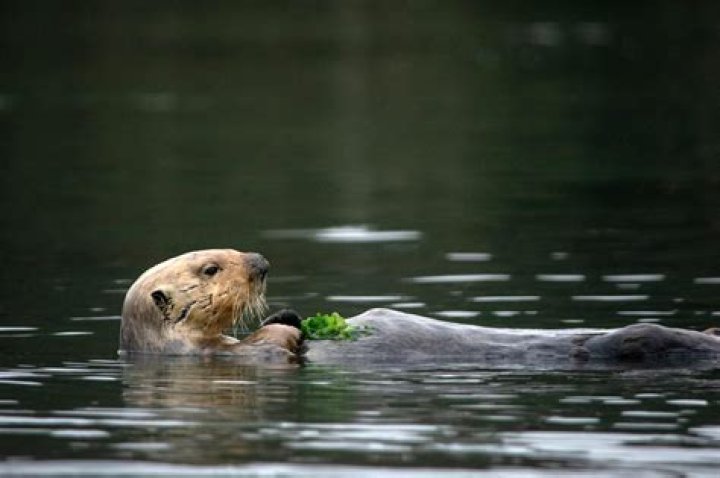 Who eats otter?