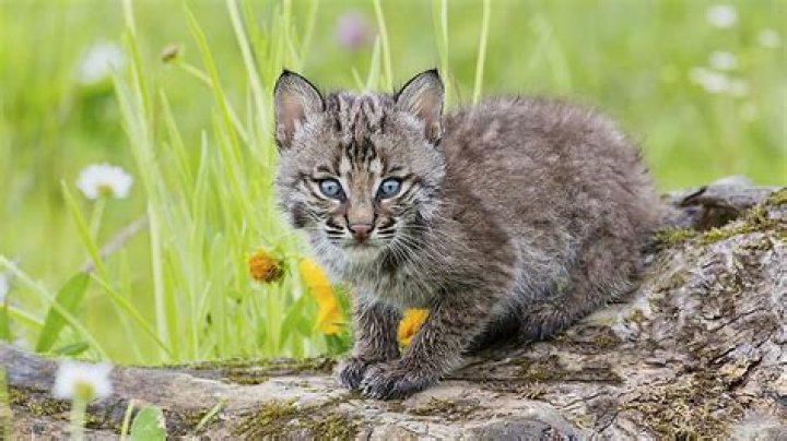 Who owns Bobcat now?