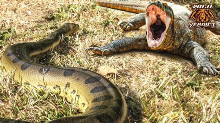 Who would win Komodo dragon vs Anaconda?