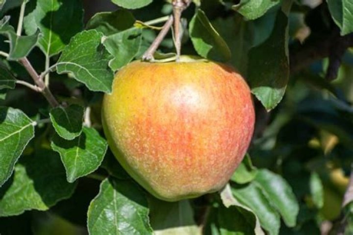 Why are Braeburn apples hard to find?
