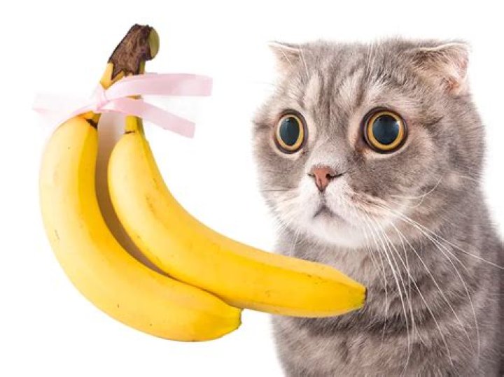 Why are cats so scared of bananas?