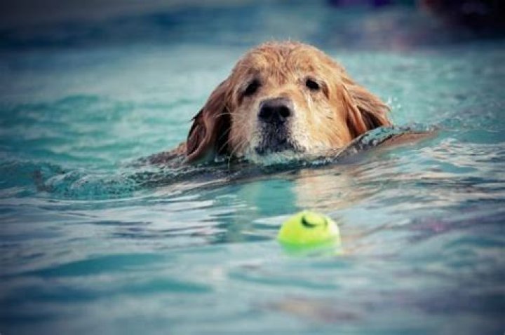 Why are dogs afraid of blue water?