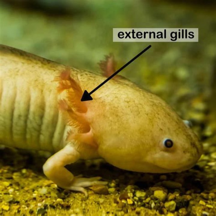 Why are my axolotl's gills curled?