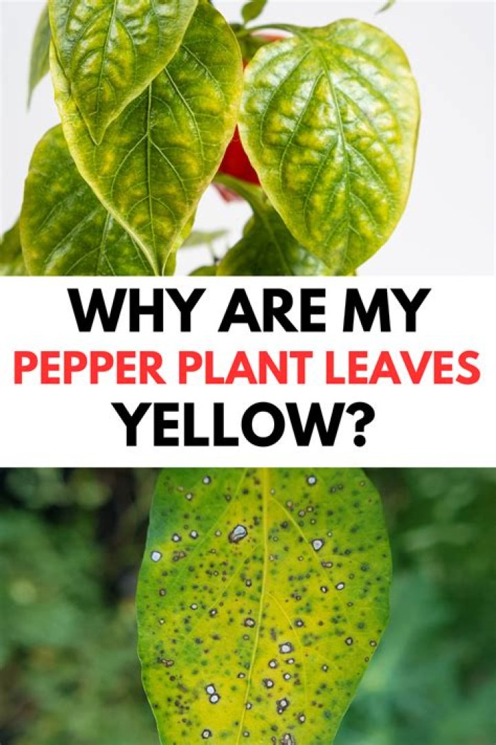 Why are my bell pepper plant leaves turning yellow?
