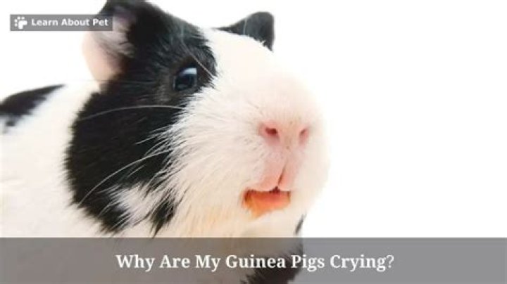 Why are my guinea pigs crying?