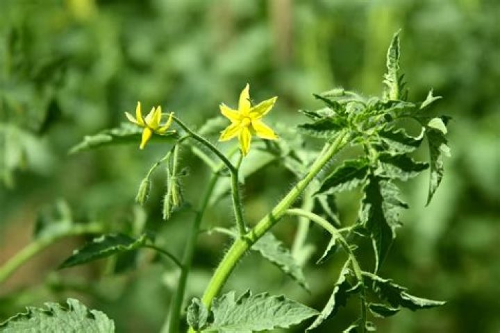 Why are my tomatoes flowering early?