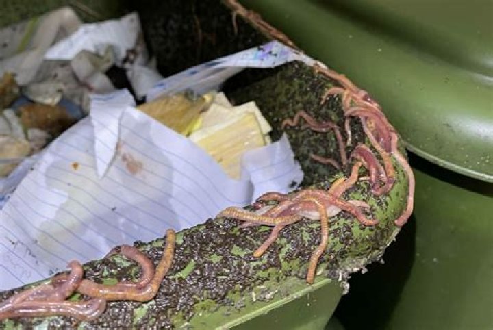 Why are my worms crawling out of the bin?