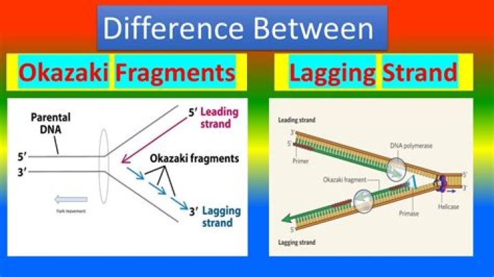 Why are Okazaki fragments formed on lagging strand only Brainly?