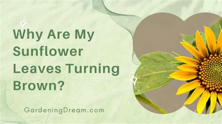 Why are the leaves on my sunflower turning yellow?