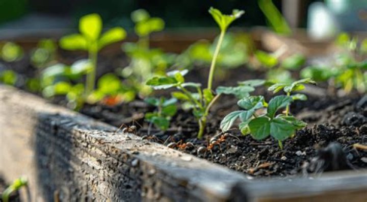 Why are there ants in my raised garden bed?