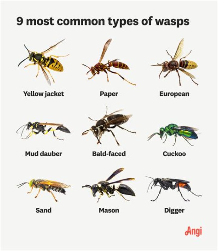 Why are wasps attracted to my window?