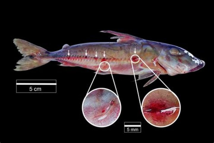Why candiru swim up urine?