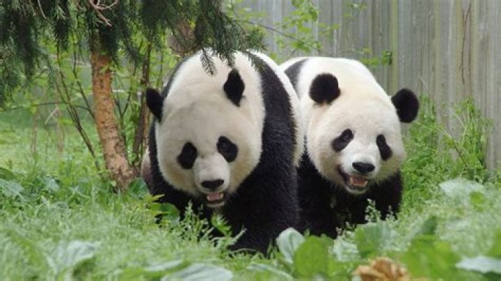Why can't adults get PANDAS?