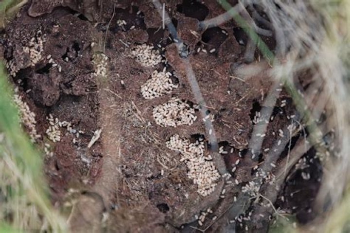 Why do ants pile up on each other?
