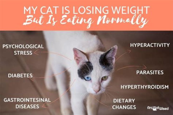 Why do cats get skinny when they get old?